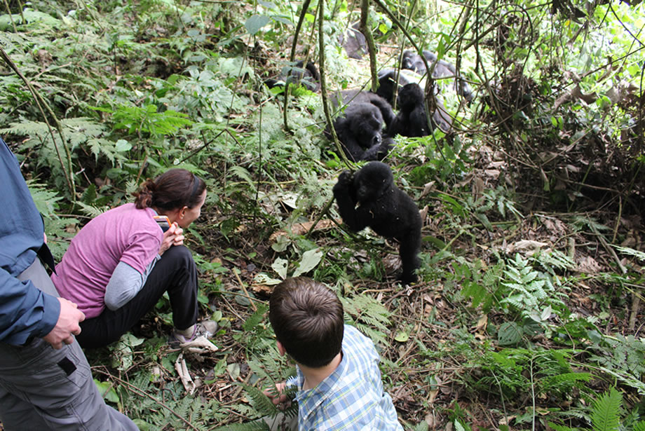Rwanda Gorilla Trekking Review