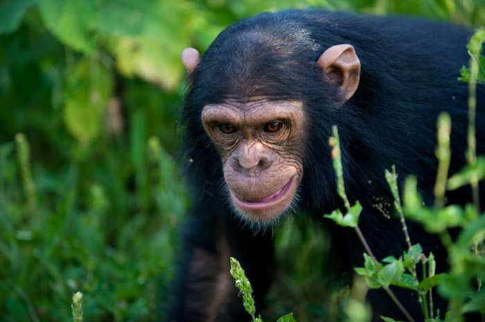 Nyungwe Chimpanzee
