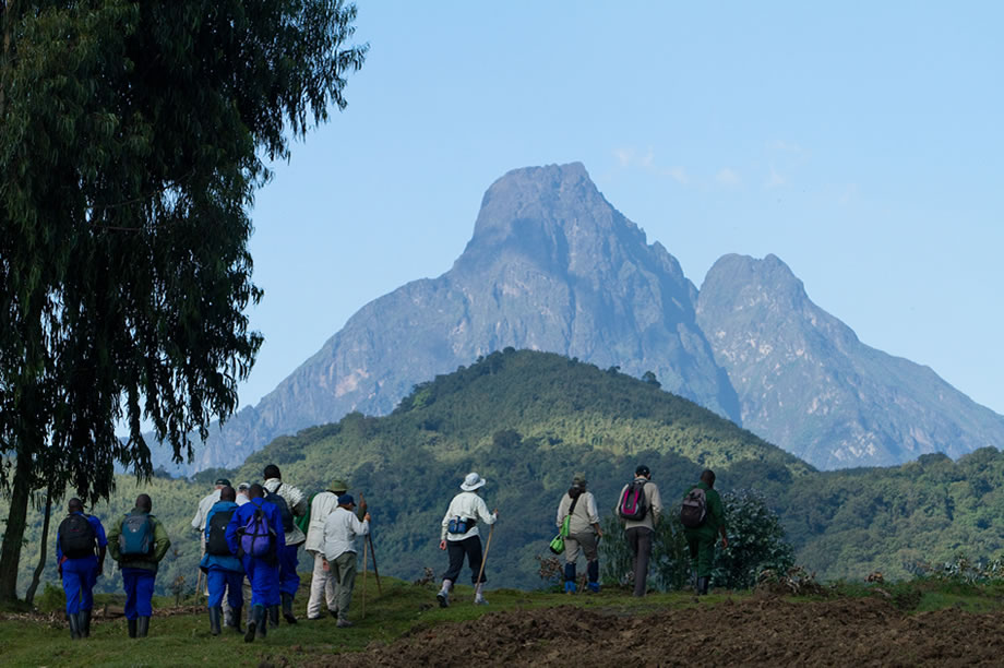 The Art and Science of Counting Virunga’s Mountain Gorillas