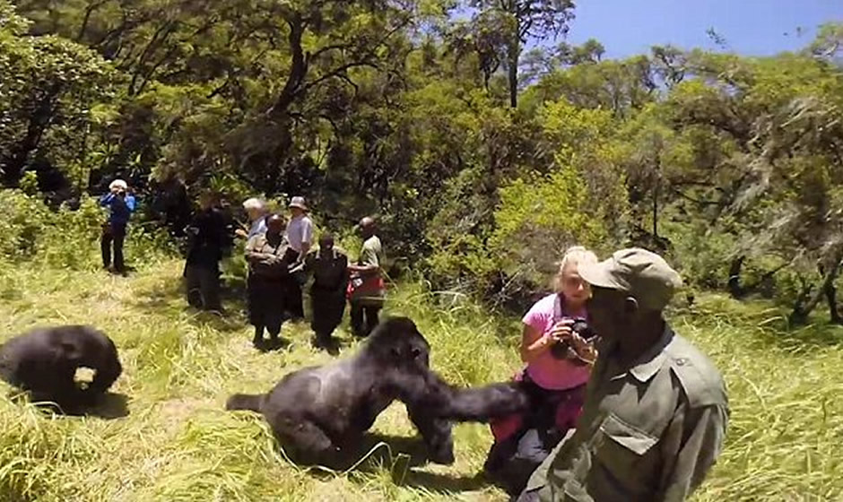 Gorilla Knocks Tourists
