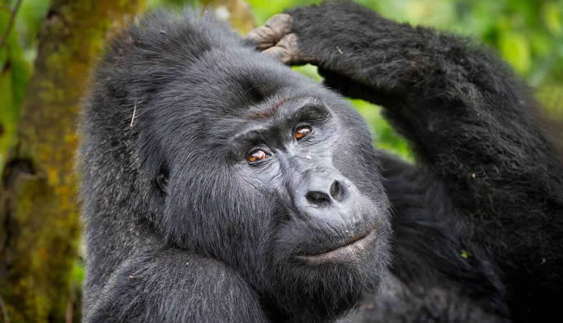 Things to Know About the Mountain Gorilla, Africa’s Most Revered Ape