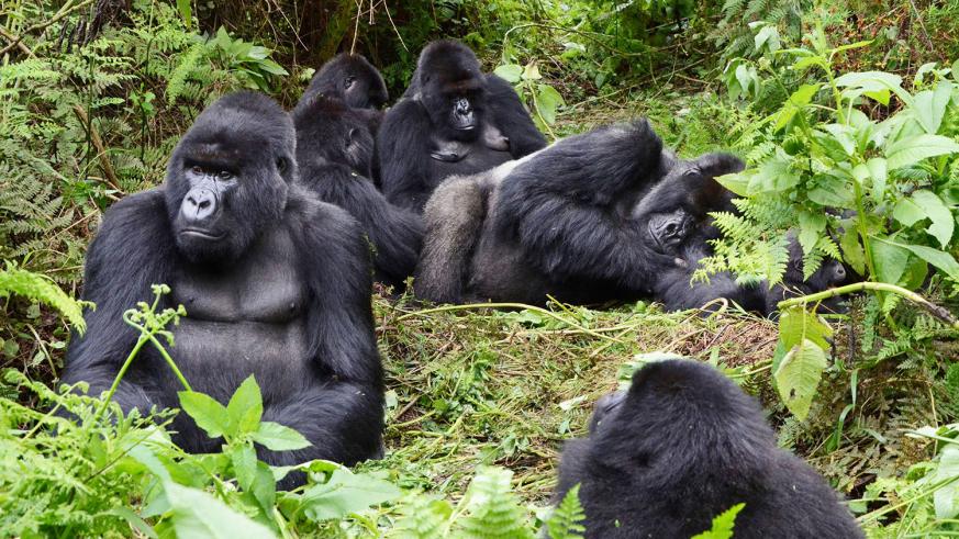 Rwanda Increases price of gorilla permit from $750 to $1,500