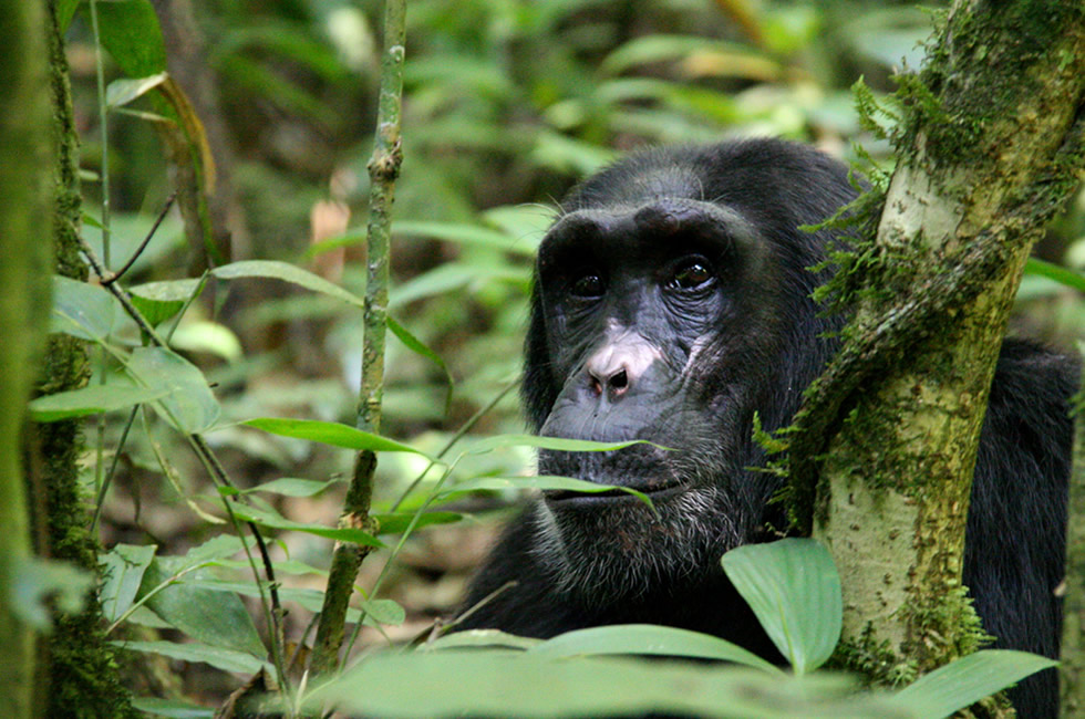 Uganda or Rwanda for Chimpanzee Tracking?