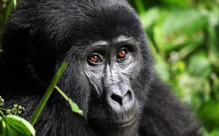 How to Get Discounted Gorilla Permits in Rwanda